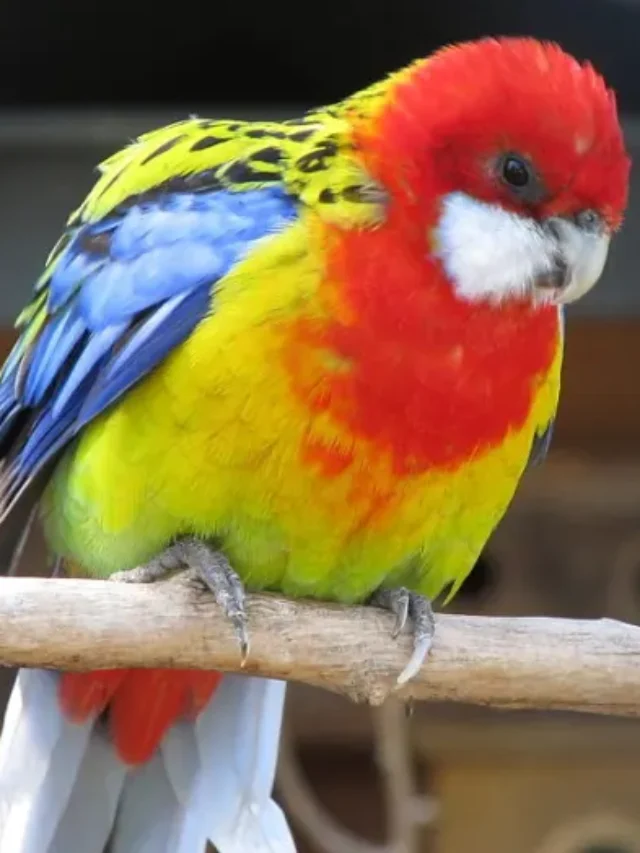 Thumbnail for Discover the Top 10 Most Colorful Birds